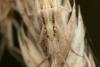 Stenodema laevigata